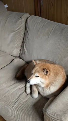 まどろむ柴犬、午後のひととき