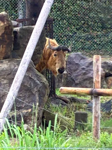 ひょっこりゴールデンターキン