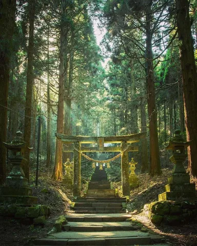 森の中の静かな参道