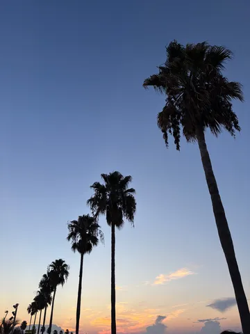 夕暮れのヤシ並木、静かな息吹