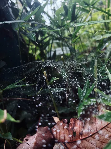 雨粒きらめく蜘蛛の巣の宝物