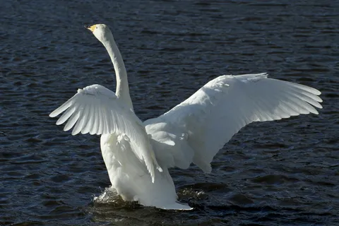 水面に舞い降りる優雅な白鳥