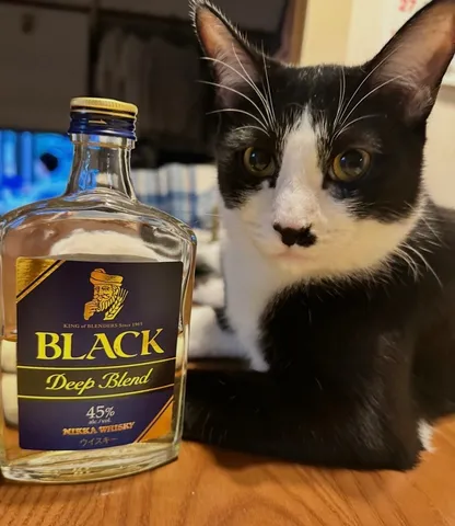 猫とウイスキー、静かな対話