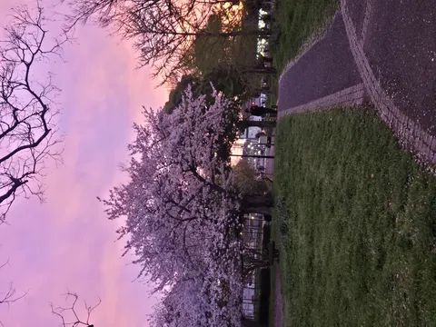 夕焼けに染まる桜の散歩道