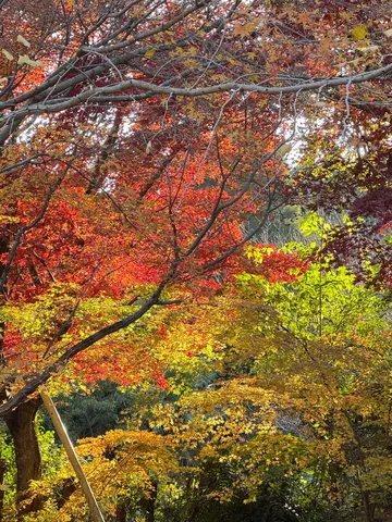 秋色の木々が紡ぐ光景