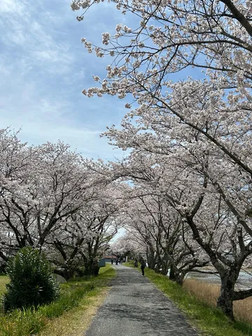 桜並木の風が運ぶ記憶