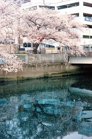 桜と水辺の静景
