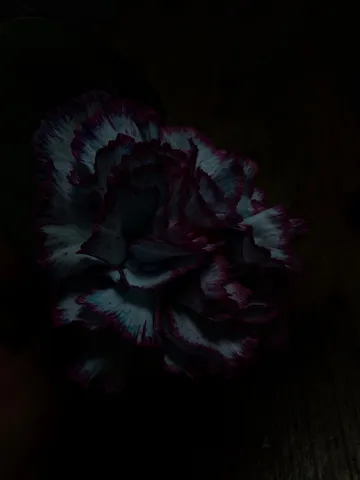 闇夜に咲く、秘密の花