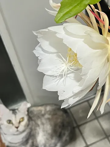 白猫と白い花、優雅なひととき