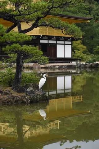 金色の雫と白影の祈り