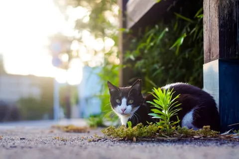 隙間から覗く、好奇心旺盛な黒猫さん