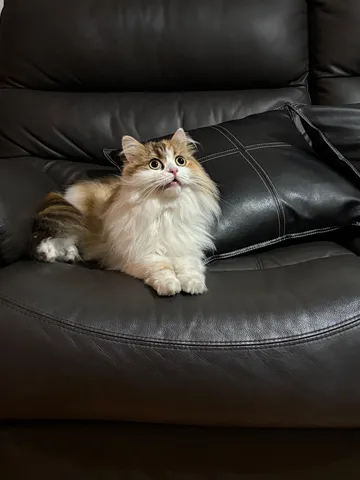 ソファの上のいたずらっ子