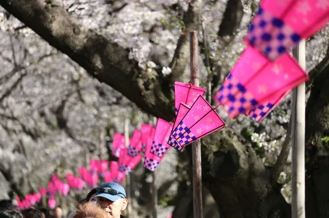華やぐ春の提灯ロード