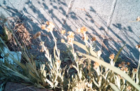 日差しの陰影と草花