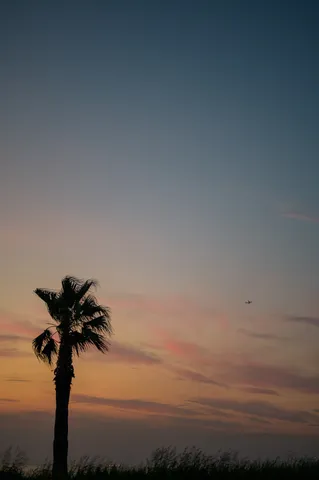 空とヤシの木、遠い飛行機雲