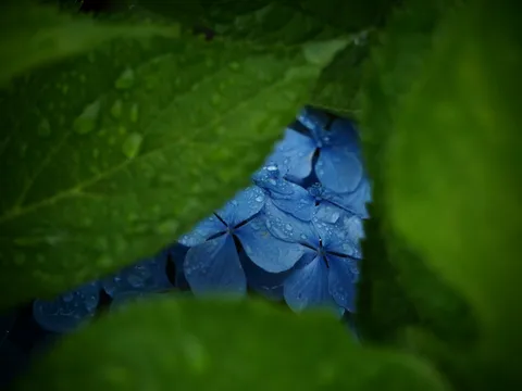雨粒きらめく、蒼きアジサイ