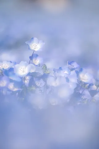 空色の夢を紡ぐ花