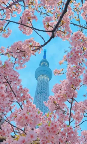 桜が彩る天空の塔