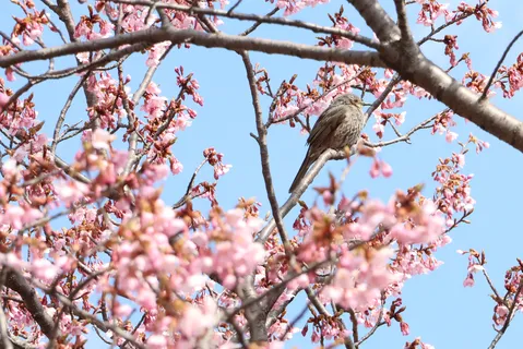 桜の枝で一休み、小鳥のささやき