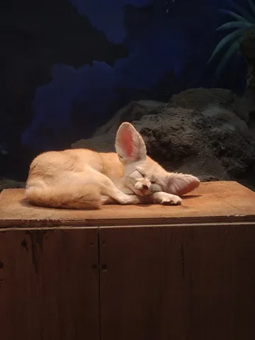 耳だけピンッ！熟睡フェネック