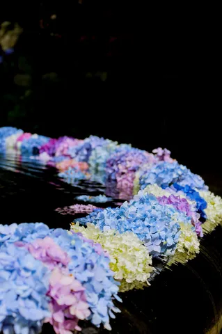 水面に浮かぶ、色彩豊かなハイドレンジア