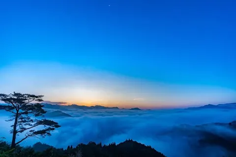 夜明けの雲海、一本の木