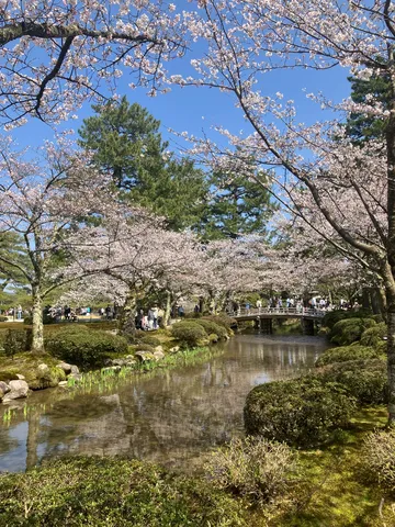 桜舞う水辺の小径、春爛漫の息吹