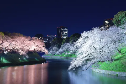 水面に映える都会の夜桜