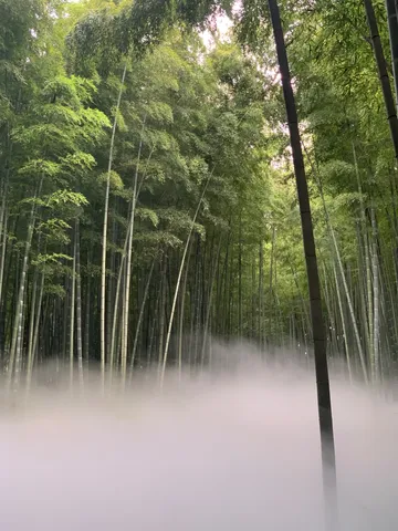 神秘的な竹林、霧の回廊