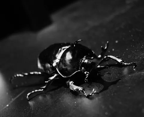 漆黒の武者、静かなる威厳