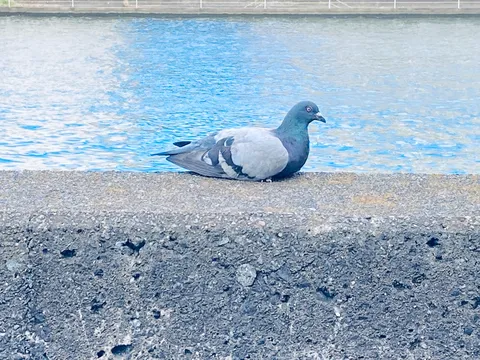 はと