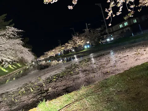 夜桜と水面に映る光の道