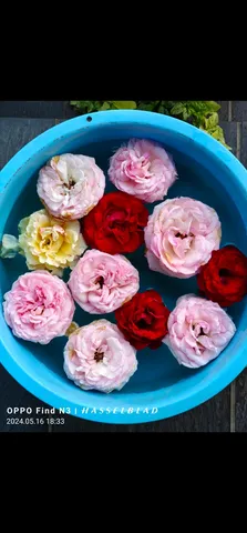 水面に浮かぶ華やかなバラたち