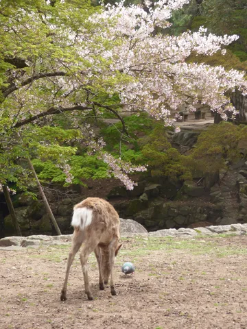 春の訪れ、鹿と鳩の静かな時間