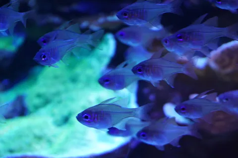 青く光る魚たちの群れ
