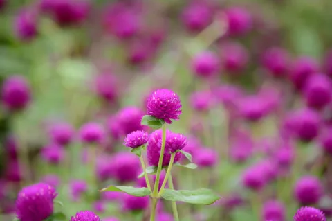 ピンク球の花畑