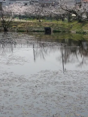 春を告げる静かな水辺