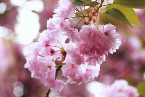 幾重にも重なる桜色の世界