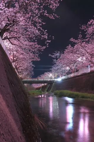 夜桜リフレクション、水面のショータイム