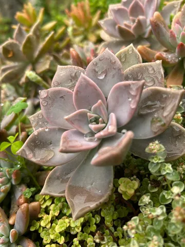 雨粒きらめく、多肉植物の宝石箱