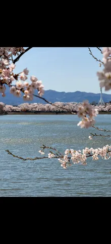 水辺に揺れる桜の風景