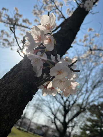 木漏れ日と桜、春の訪れ