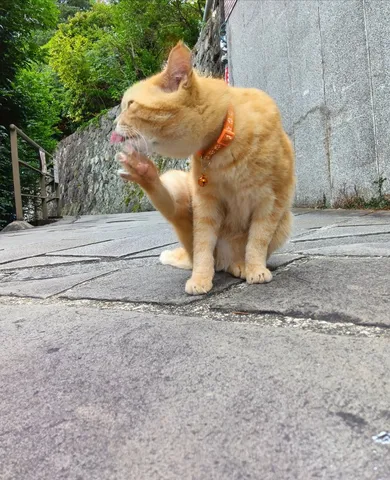 石畳の上で舌を出す猫