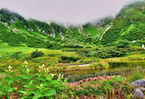 緑と水の静かな風景