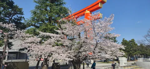 青空に映える、桜と鳥居の共演