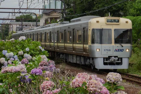紫陽花に囲まれ、いざ渋谷へ