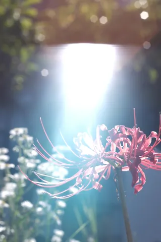 光の中の花の瞬き