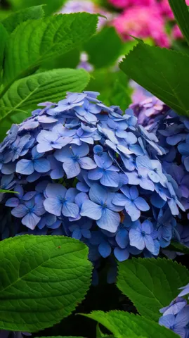 青い紫陽花の神秘的な世界