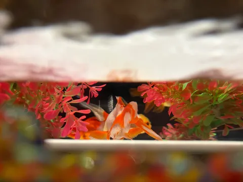 水槽の中は彼らのワンダーランド