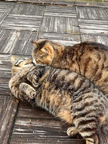 猫同士の密やかな時間
